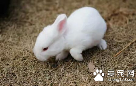 兔兔下痢怎么办 设法找出下痢的真正原因