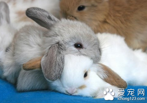 兔斜颈病的治疗 尽早治疗是关键无法预防