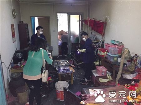 老鼠当宠物 老人和近两百只耗子同吃同住