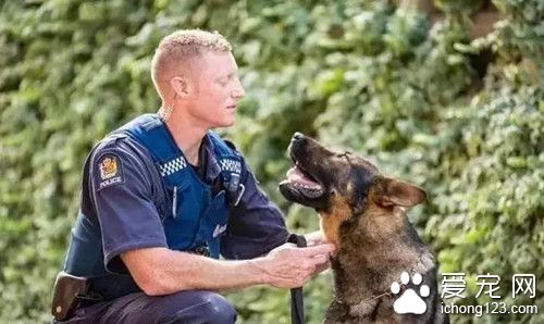 新西兰狗狗被杀 为何身披国旗按国葬标准下葬