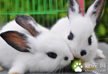 兔子乳房炎怎么治 详解乳房炎的几个小偏方