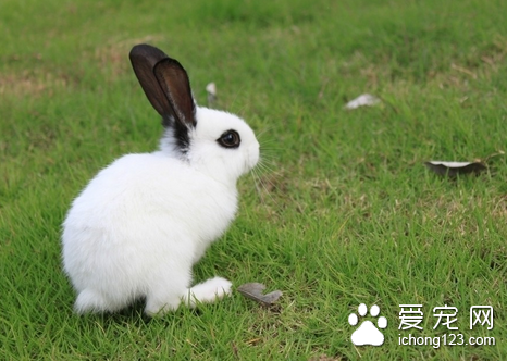 兔子流口水怎么办 由饲养管理不善引起的