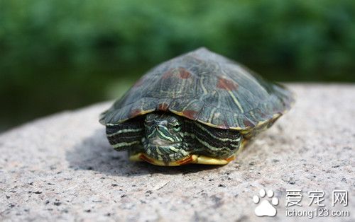 乌龟营养液 乌龟营养需要脂肪以及糖类物质