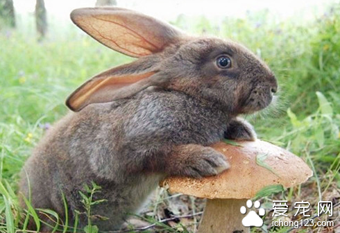 兔子的胃肠炎怎么防治 加强饲养管理注意卫生