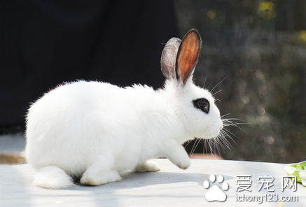兔子得了兔瘟怎么办 是一种急性传染病