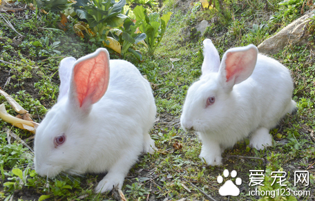 兔子胃口不好怎么办 不随便更换食物或牧草