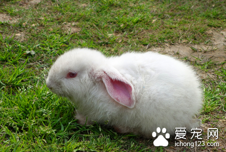 兔子的巴氏杆菌病怎么治 提前打疫苗预防