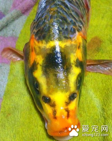 湖南发现罕见“人面鲤鱼”  更是有鼻子有眼