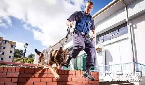 新西兰狗狗被杀 为何身披国旗按国葬标准下葬