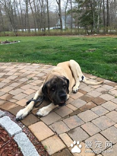 獒犬卡在车座下出不来 惊动消防员拉它出来