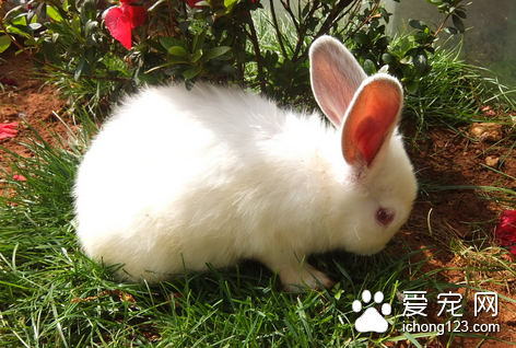 兔子球虫病怎么治 一种兔子寄生虫病