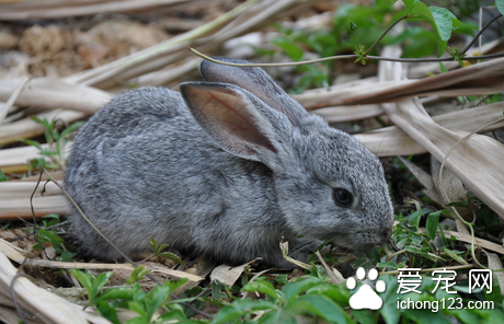 兔子鼻炎怎么治 保持室内温度与湿度的恒温