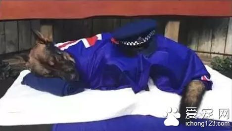 新西兰狗狗被杀 为何身披国旗按国葬标准下葬