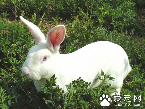 兔子腹泻怎么办 禁止喂霉烂变质的饲料