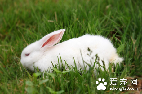 兔子耳螨怎么办 经常保持兔舍清洁干燥