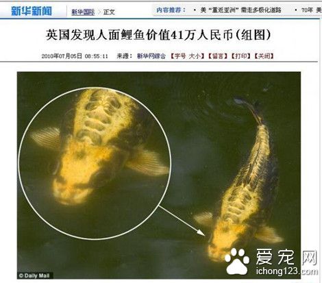 湖南发现罕见“人面鲤鱼”  更是有鼻子有眼