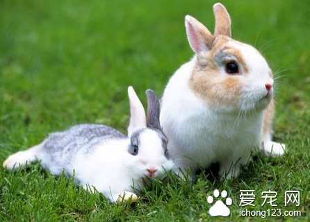 兔子的葡萄球菌病怎么治 找到原因对症下药