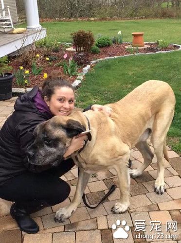 獒犬卡在车座下出不来 惊动消防员拉它出来