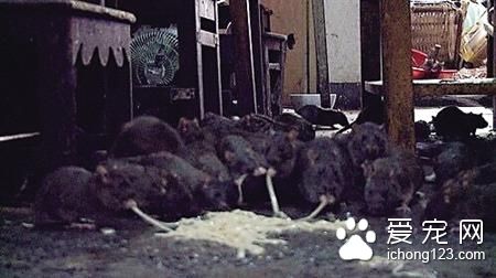 老鼠当宠物养 老人和近两百只耗子同吃同住