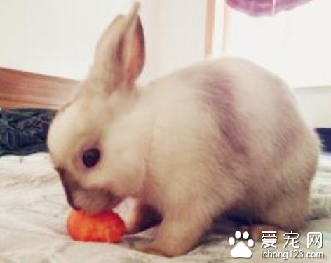 兔子的大肠杆菌病怎么治 幼兔最易感染