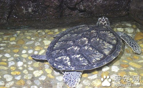 乌龟饲料哪种好 乌龟常见的饲料种类有哪些