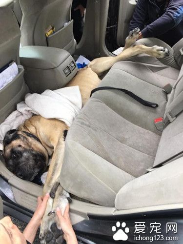 獒犬卡在车座下出不来 惊动消防员拉它出来