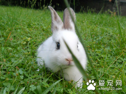 兔子胃肠炎怎么办 加强饲料管理注意卫生