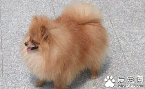 狗狗被主人抛弃得犬瘟 临终前的行为让主人肝肠寸断