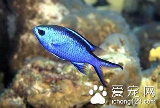 竖鳞病怎么治 竖鳞病的危害及需要防治方法