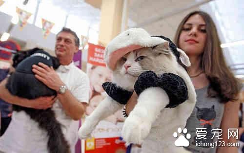 乌克兰举行猫咪秀 猫咪各种打扮齐亮相