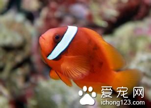 鱼饲料配方 鱼类对碳水化合物的主要需求