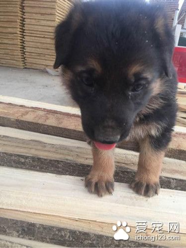 木材厂走来一只流浪狗 逗留几天发生出人意料事件