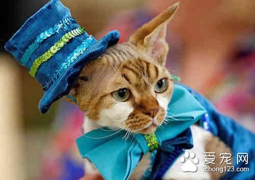 乌克兰举行猫咪秀 猫咪各种打扮齐亮相