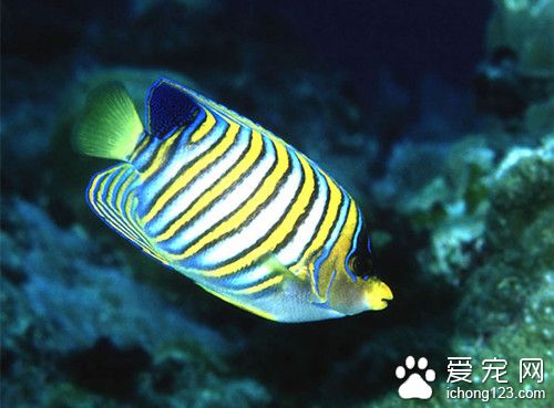 鱼脂肪部位 鱼类对脂肪的需求需要注意事项