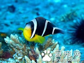 棘头虫病 鱼患有棘头虫病的病因及防治方法