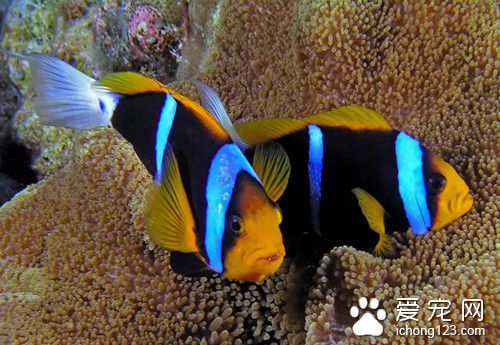 观赏鱼饲料配方 鱼投喂饲料需要注意的方法