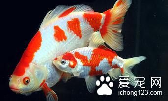 鱼需要多少氧气 鱼泛地的原因及防治方法