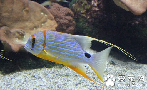 鱼锚头鳋病 鱼锚头鳋病的病症及防治方法