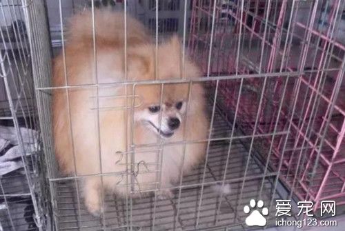 狗狗被主人抛弃得犬瘟 临终前的行为让主人肝肠寸断