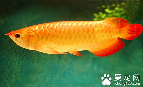 中华鳋病 鱼患有中华鳋病的症状及防治方法