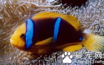 鲤鱼春季病毒血症 鲤鱼春季病毒血症的防治方法