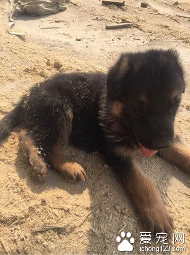 木材厂走来一只流浪狗 逗留几天发生出人意料事件