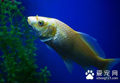 鱼虱病 鱼虱病的病因及需要防治的方法