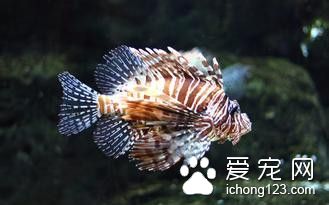 斑点叉尾鲴病毒病 斑点叉尾鲴病毒病防治方法