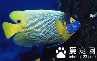 金鱼打印病 金鱼打印病的病症及防治方法