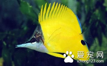 白头白嘴病 鱼患有白头白嘴病防治的方法