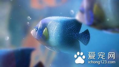 鱼感冒了怎么办 鱼感冒的症状及需要防治方法