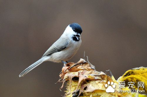 沼泽山雀叫声 沼泽山雀饲养需要注意的地方