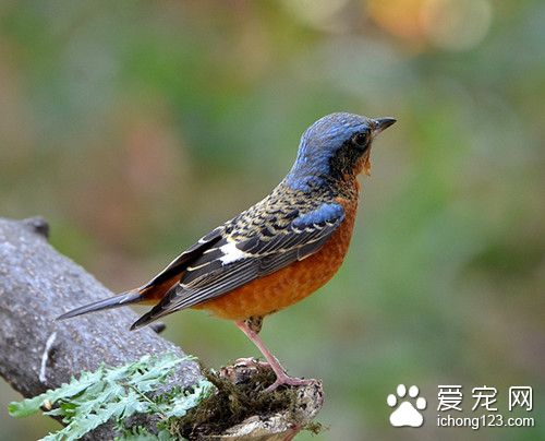 白喉叽鸫怎么养 白喉叽鸫饲养需要注意地方