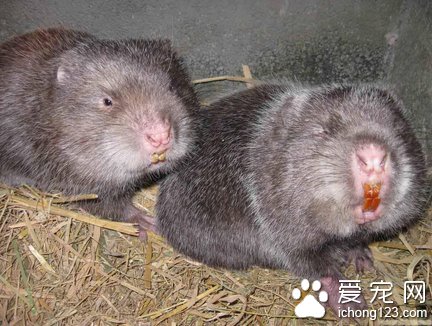 竹鼠养殖技术 竹鼠具有很高的经济药用价值
